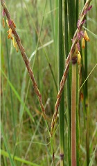 BigBluestem