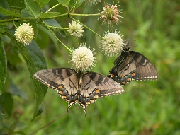 Buttonbush