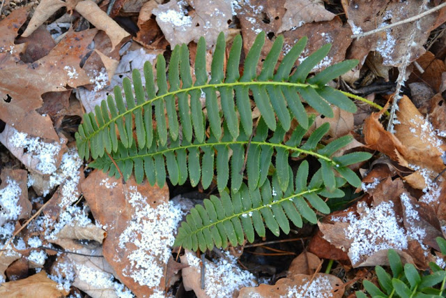 Christmas Fern
