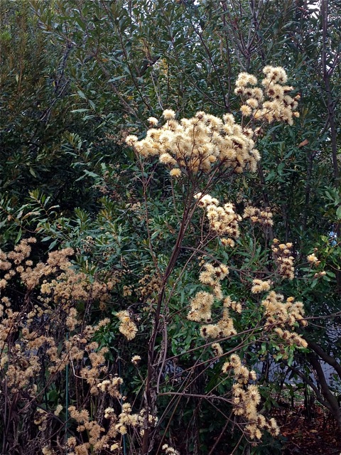 Ironweed