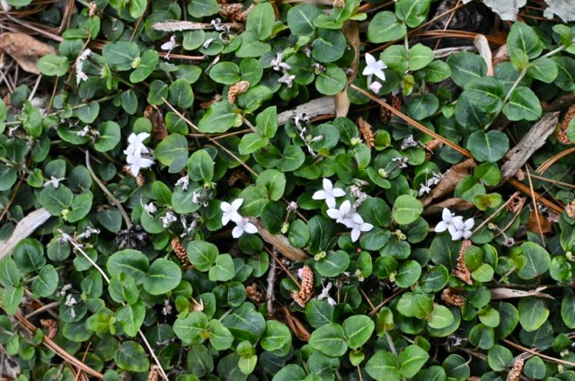 Partridgeberry