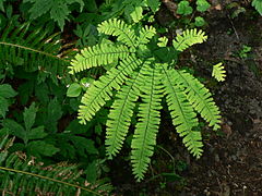 maiden hair_fern