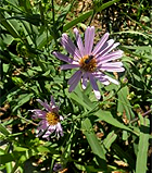 smoothaster1