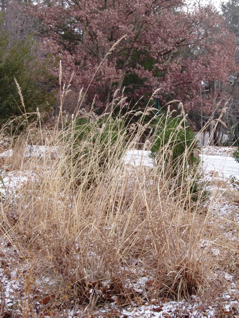 switchgrass
