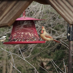 Resources for Birdathon Counters to participate without leaving home