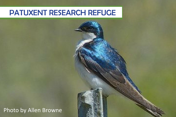 Patuxent Research Refuge