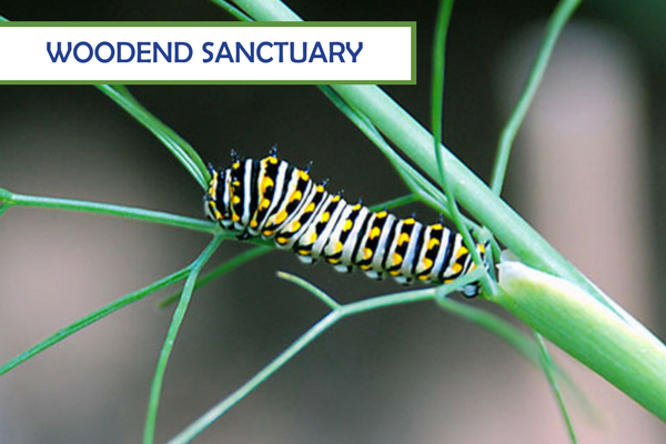 Woodend Sanctuary