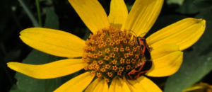 Oxeye Sunflower