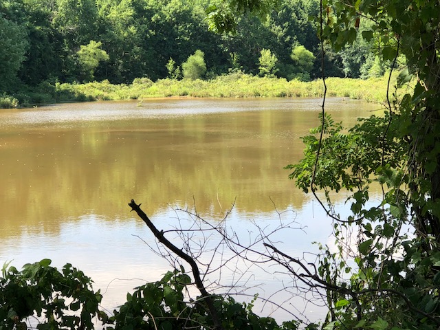 Dogue Creek