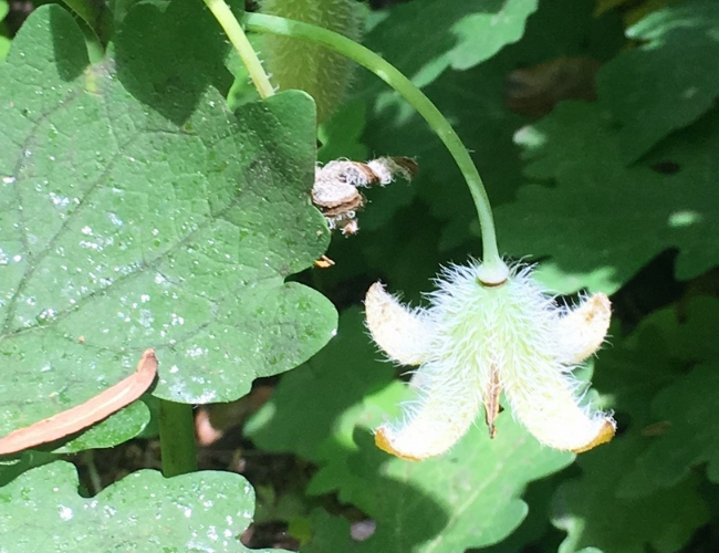 Woodland Poppy Seed with pod opening. Photo by Barbara Schubert.