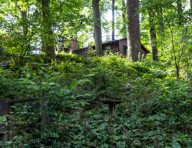 A view of Barbara Schubert's amazing backyard featuring native and non-native plants. Photo by Ben Israel.