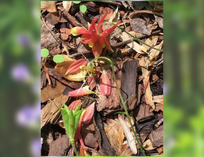 Native Columbine. Photo by Barbara Schubert.