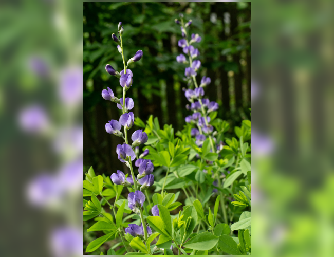 False Indigo photographed by Ben Israel at Barbara Schubert's home landscape in Silver Spring.