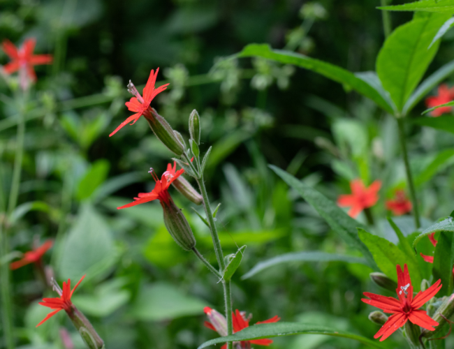 Fire Pink, a native plant photographed by Ben Israel at Barbara Schubert's home sanctuary.