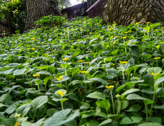 Native plants create a sea of green and yellow ground cover at Barbara Schubert's Silver Spring home. Photo by Ben Israel.