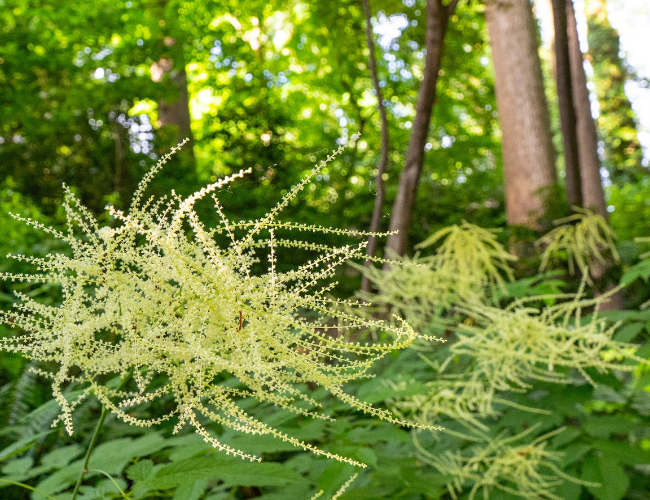 Goatsbeard is among the native plants included in Barbara Schubert's wonderful garden sanctuary.