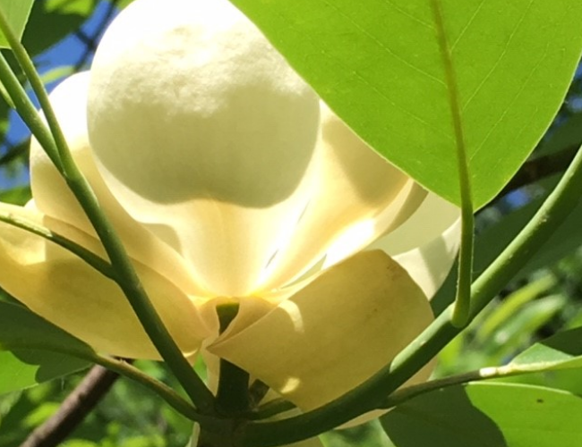 Sweet Bay Magnolia photographed by Barbara Schubert at her Silver Spring home.