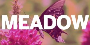 Meadow