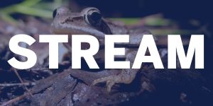 Stream