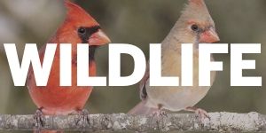 Wildlife