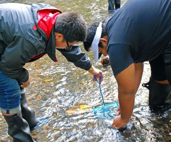 Through a short series of steps, you’ll learn one method for catching critters using an aquarium net. You can simply pick up submerged rocks and carefully check them for critters if you don’t have a net. 