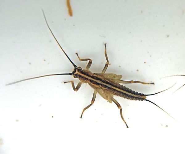 These macroinvertebrates can reveal a lot about the health of your region’s waters.