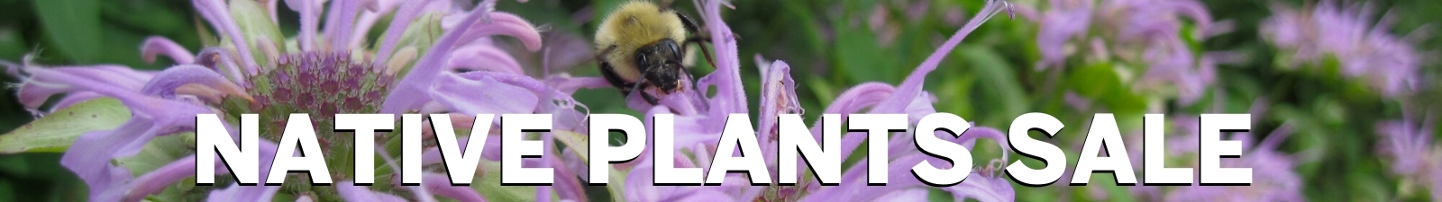 ANS Native Plants Sale