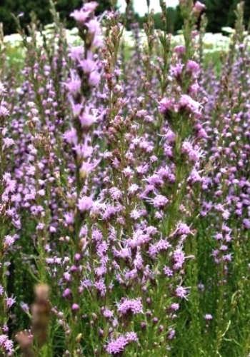 ANS Native Plants Sale