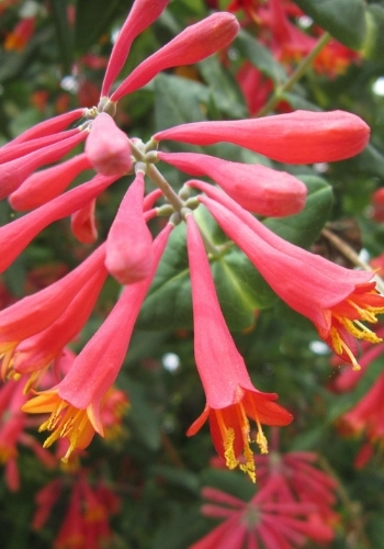 ANS Native Plants Sale