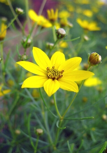 ANS Native Plants Sale