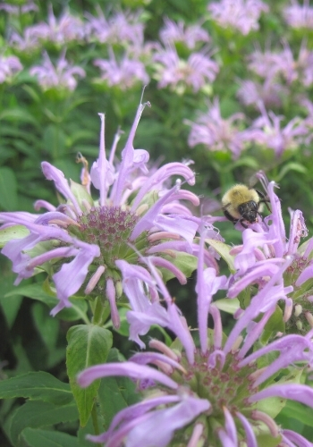 ANS Native Plants Sale