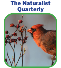 The Naturalist Quarterly