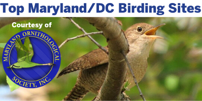 Best Maryland and D.C. Birding Sites by the Maryland Ornithological Society