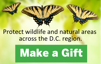 Make a Gift to ANS