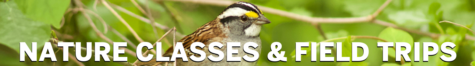 Nature Classes and Field Trips