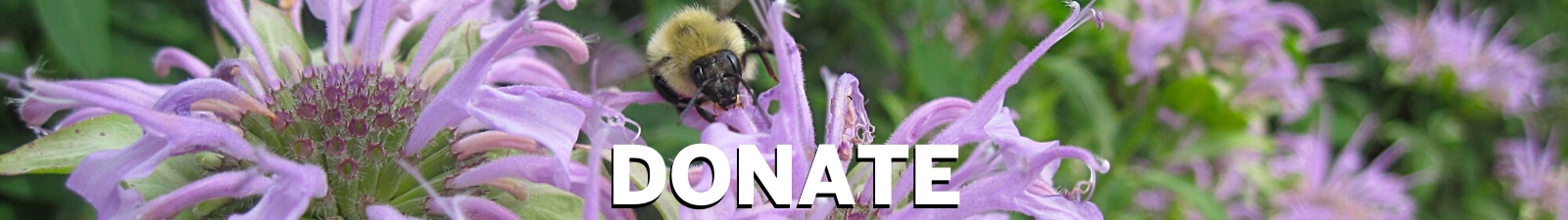 Donate