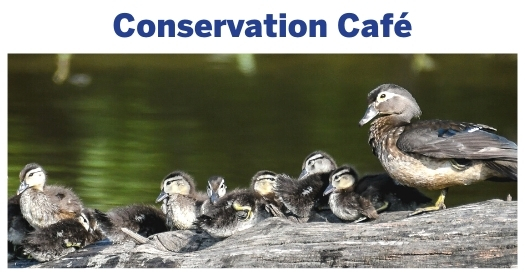 Conservation Café