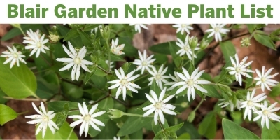 Blair Garden Native Plant List
