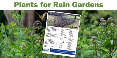 Native Plants for Rain Gardens