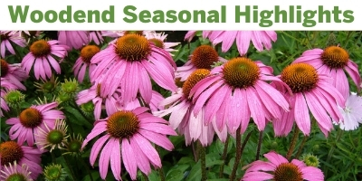 Woodend Sanctuary Seasonal Highlights