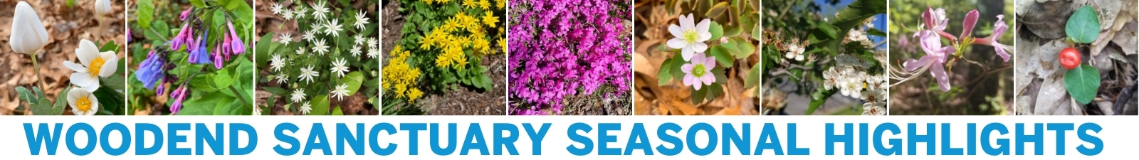 Woodend Sanctuary Seasonal Highlights