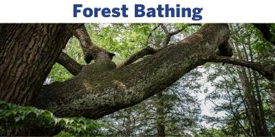 Forest Bathing