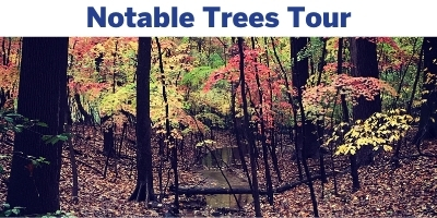 Notable Trees Tour