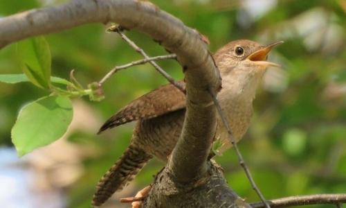 42nd Annual ANS Bloomin' Birdathon