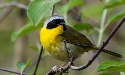 42nd Annual ANS Bloomin' Birdathon