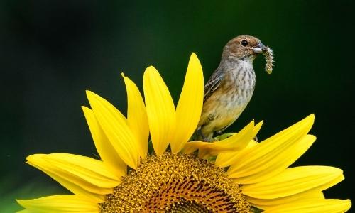 42nd Annual ANS Bloomin' Birdathon