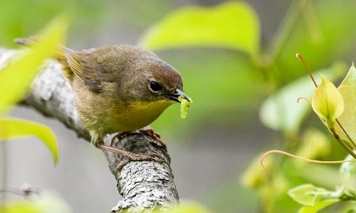 42nd Annual ANS Bloomin' Birdathon