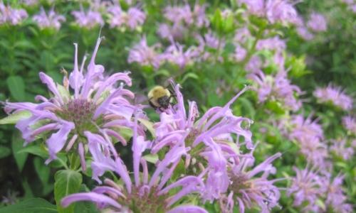 42nd Annual ANS Bloomin' Birdathon