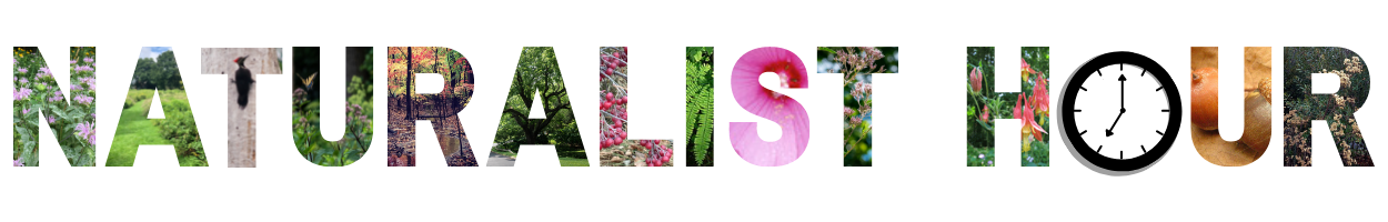 Naturalist Hour