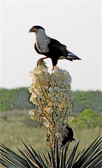 Crested Caracara by Mark Garland